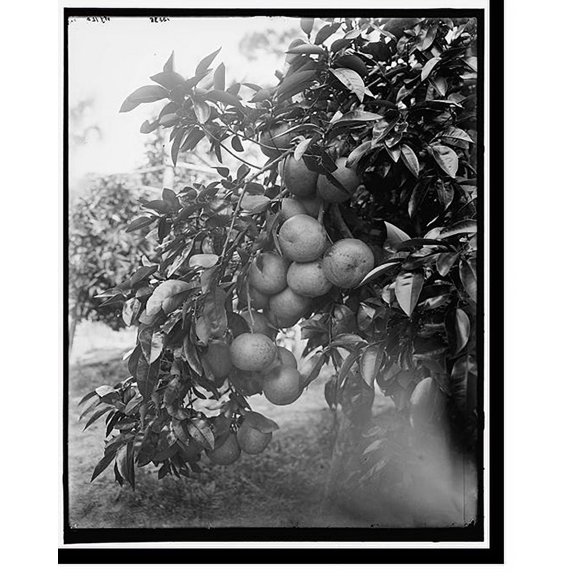 Historic Print, Grape fruit, Ormond, Fla., 18" x 24"