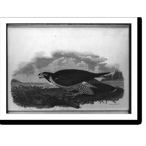 Historic Print, Great-footed hawk.drawn from nature by A. Wilson ; engvd. by A. Lawson., 16" x 20"