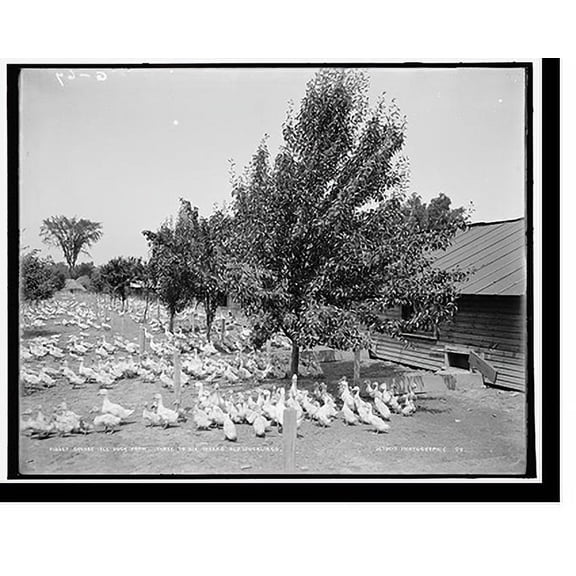 Historic Print, Grosse Isle duck farm, three-to-six weeks old ducklings, 18" x 24"