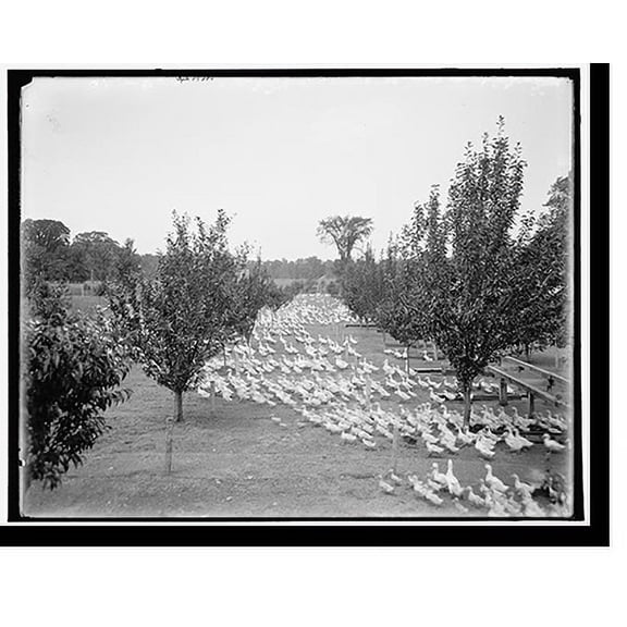 Historic Print, Grosse Isle duck farm, three-to-six weeks old ducklings - 2, 18" x 24"