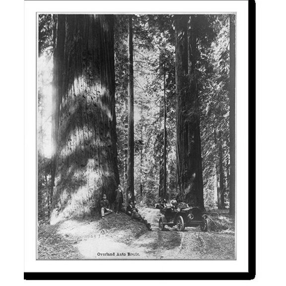 Historic Print, Group posed between auto and gigantic tree, overland auto route", western U.S.", 16" x 20"