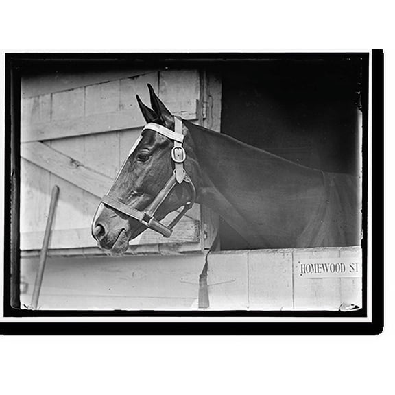 Historic Print, HORSE SHOWS. HORSE IN WASHINGTON HORSE SHOW - 2, 16" x 20"