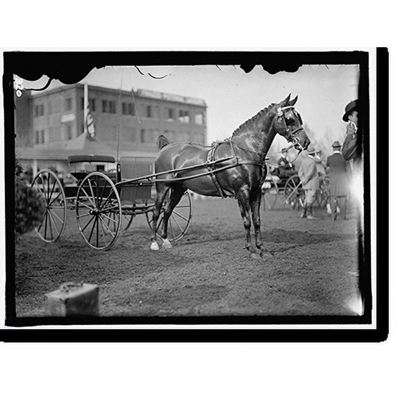 Historic Print, HORSE SHOWS. HORSES, 16" x 20"
