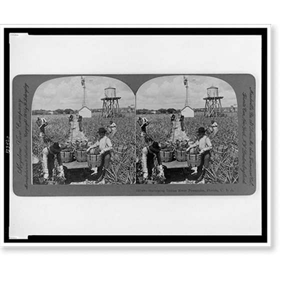 Historic Print, Harvesting Indian River pineapples, Florida, U.S.A., 16" x 20"