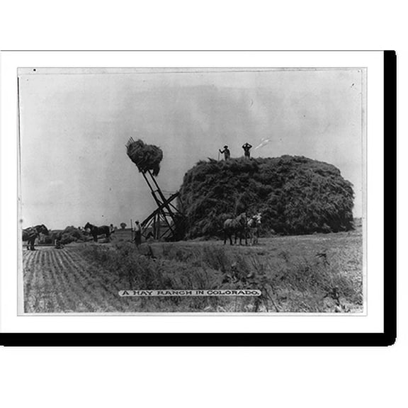 Historic Print, A Hay Ranch in Colorado [men and horses in field, with a large stack of hay being stacked with the use of a machine], Fort Morgan, Col., 18" x 24"