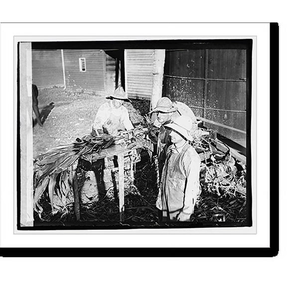 Historic Print, Herald Tours, Staunton, farming, corn cutting, 16" x 20"