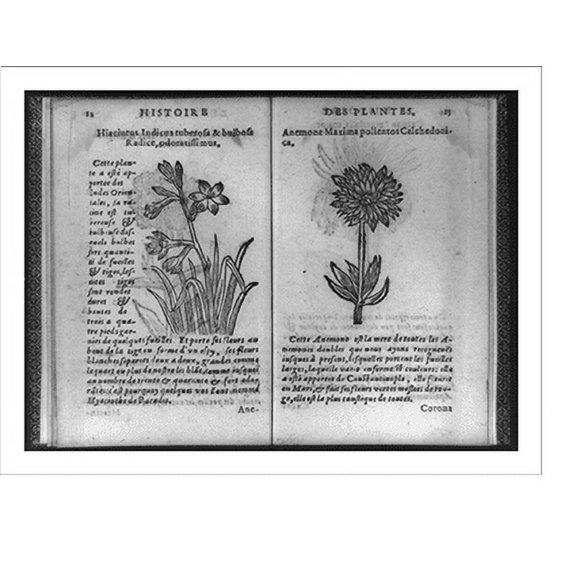 Historic Print, Hiacinthus indicus tuberosa & bulbosa radice, odoratissimus; anemone maxima polientos calchedoni, 16" x 20"