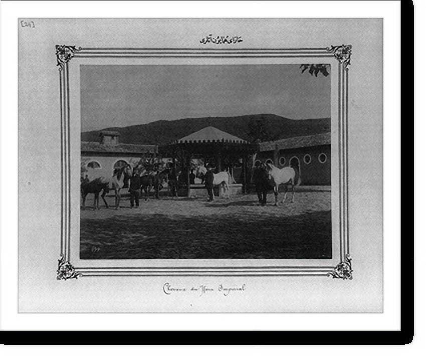 Historic Print, [Horses of the Imperial Stud Farm] 3, 16" x 20