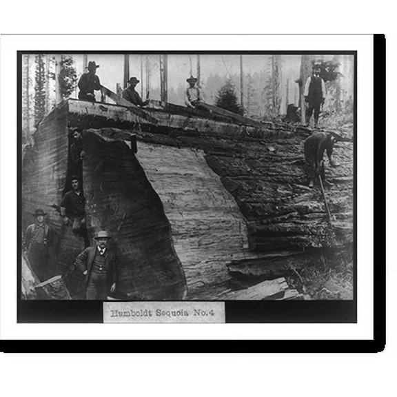 Historic Print, Humboldt Sequoia No. 4, 16" x 20"