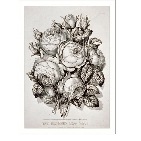 Historic Print, Hundred leaf rose, 16" x 20"