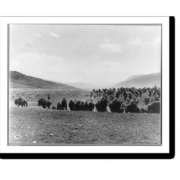 Historic Print, [Hunters stampeding buffalo herd], 16" x 20"