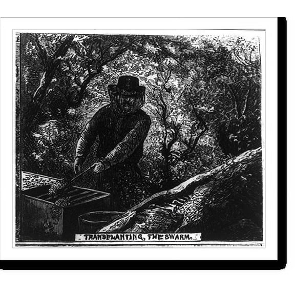 Historic Print, Hunting wild bees. Transplanting the swarm - 2, 18" x 24"