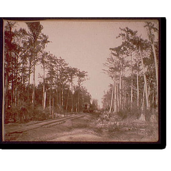 Historic Print, In a cypress forest, Miss., 18" x 24"
