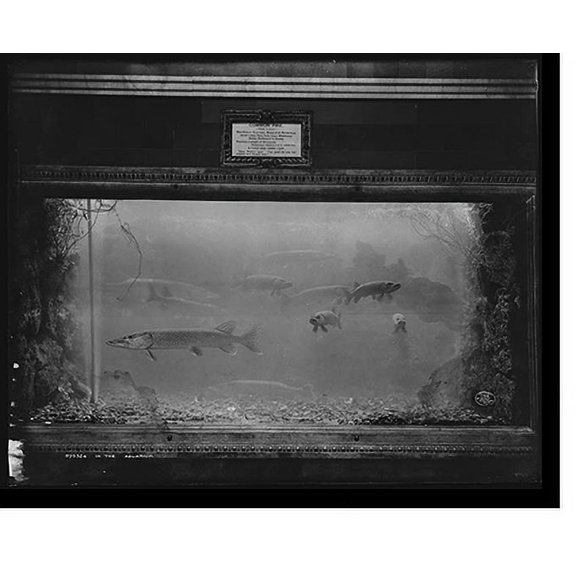 Historic Print, In the aquarium, 16" x 20"
