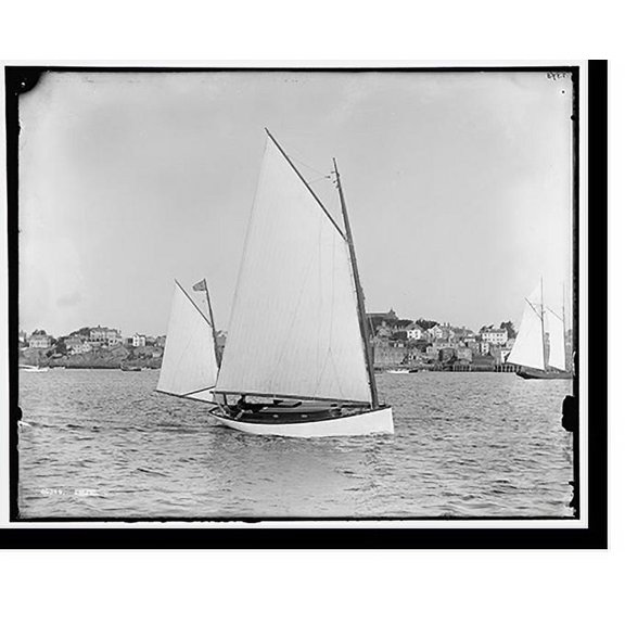 Historic Print, Iris, 18" x 24"