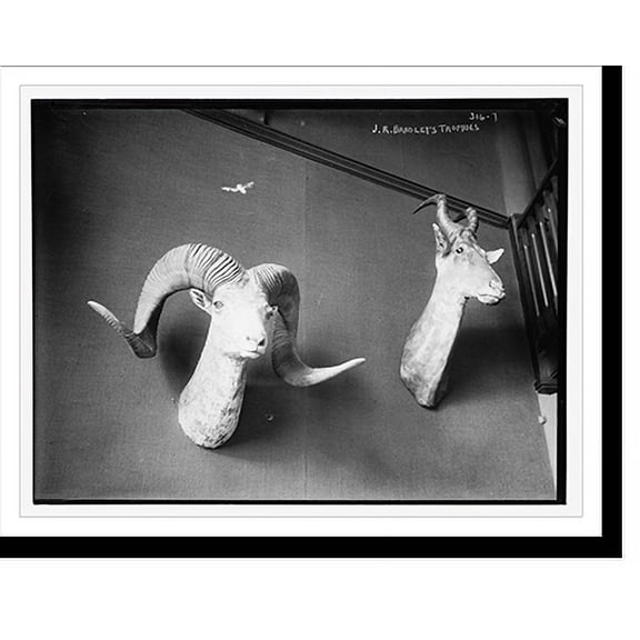Historic Print, J.R. Bradley's animal trophies, 18" x 24"
