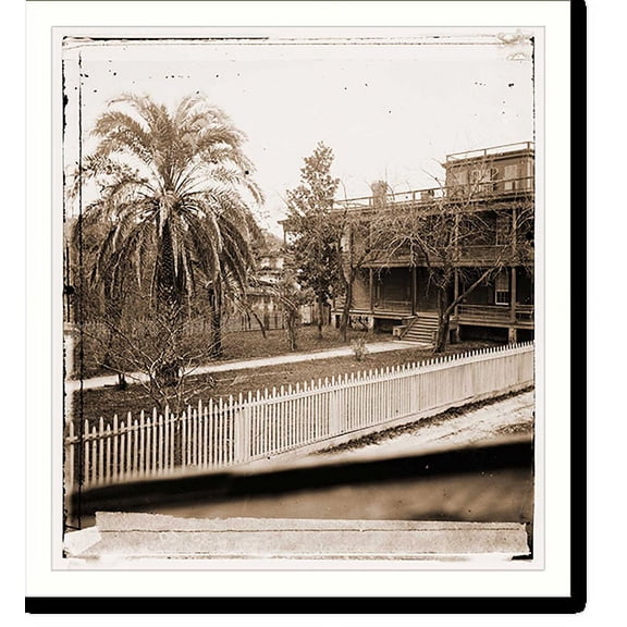 Historic Print, Jacksonville Florida. Date palms - 2, 16" x 20"