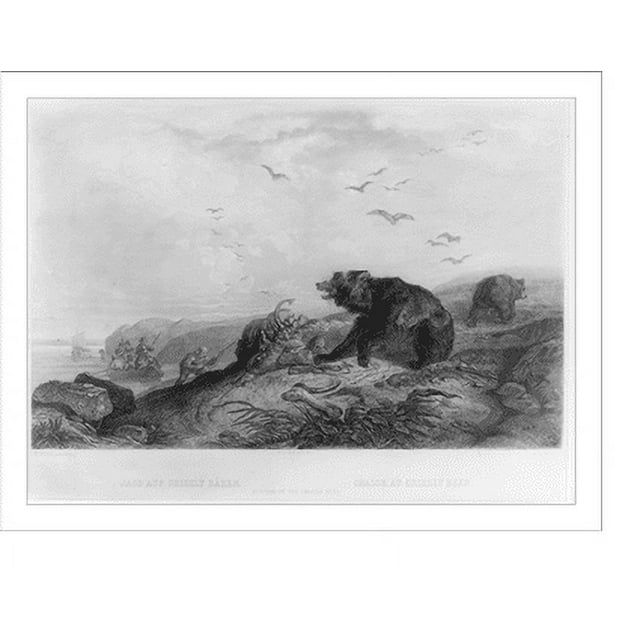 Historic Print, Jagd auf grizzly Bären chasse au grizzly bear