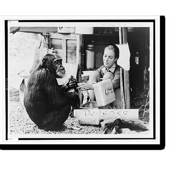Historic Print, [Jane Goodall, crouched down, reaching out to chimapanzee, David Greybeard"]", 16" x 20"