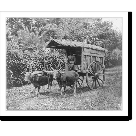 Historic Print, Java - method of transportation, 18" x 24"