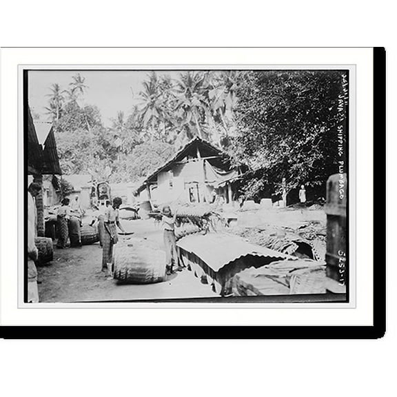 Historic Print, Java . shipping Plumbago, 16" x 20"