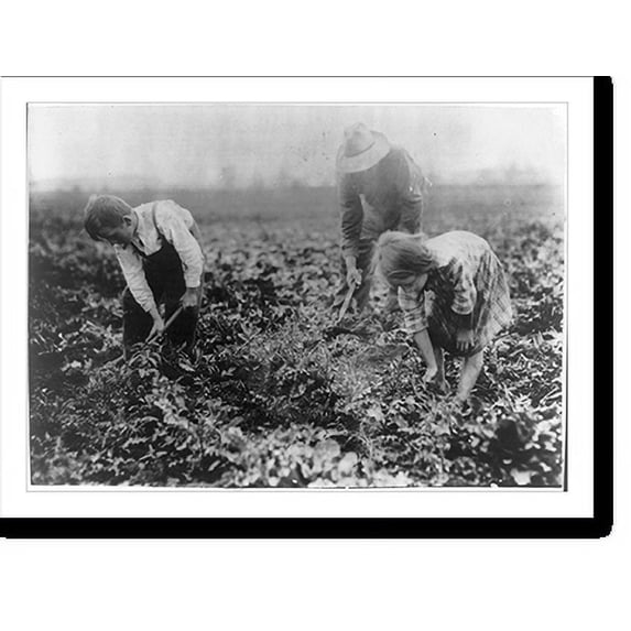 Historic Print, Jo Durco. This man, his wife and two children, Mary 8 years, Tony 10 years, do all the work on a large plot of beets. They are blocking and thinning now. Location: Corun…16" x 20"
