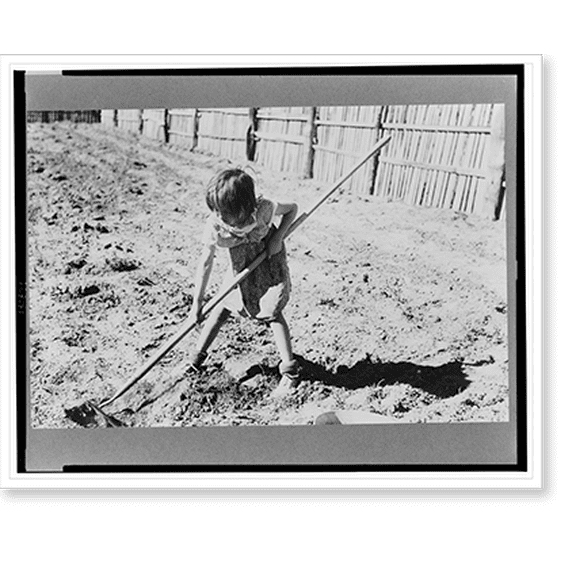 Historic Print, Josie Caudill helping set out cabbage plants, Pie Town, New Mexico, 18" x 24"
