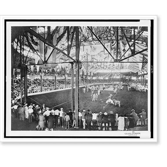 Historic Print, Judging cattle at the Kentucky State Fair, 18" x 24"