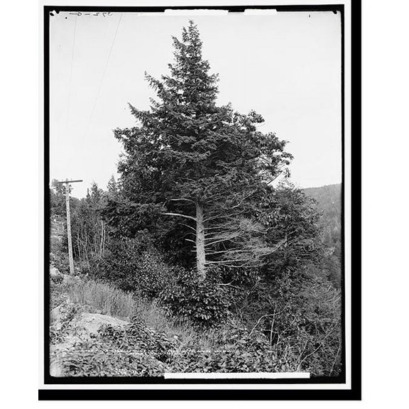 Historic Print, Kaaterskill Falls from Ulster and Delaware Railway, Catskill Mountains, N.Y. - 2, 18" x 24"