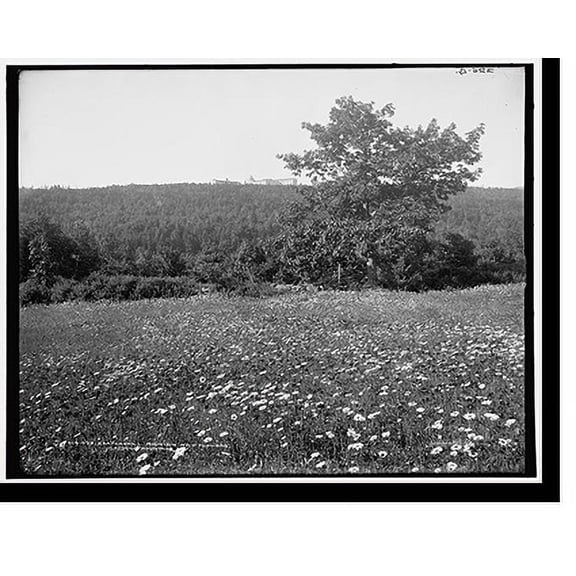 Historic Print, Kaaterskill Mountain wild flowers, Catskill Mountains, N.Y., 16" x 20"
