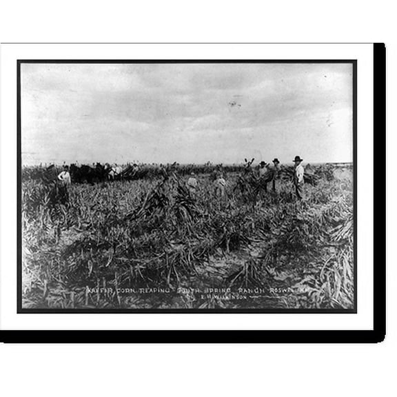 Historic Print, Kaffir corn reaping - South Spring Ranch, Roswell, N.M., 16" x 20"