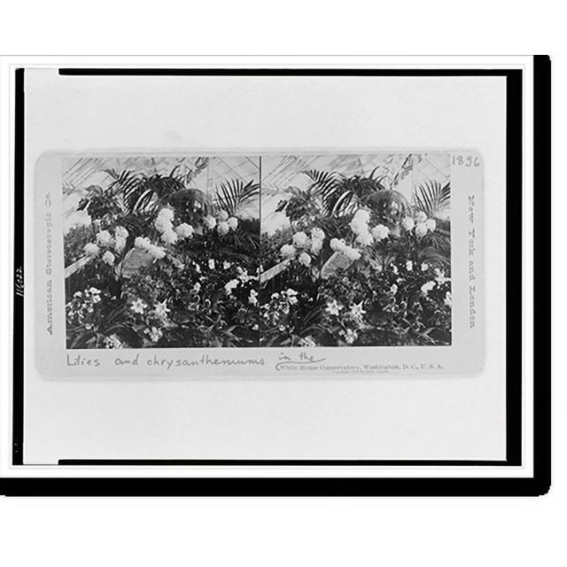 Historic Print, Lilies and chrysanthemums in the White House