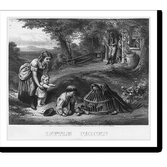 Historic Print, Little chicks, 18" x 24"