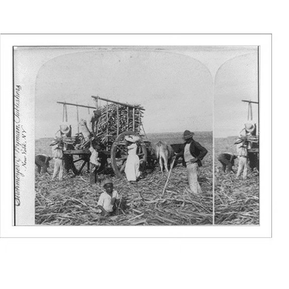 Historic Print, Loading ox-carts with sugar-cane for the Mill, Marianao, Cuba, 16" x 20"