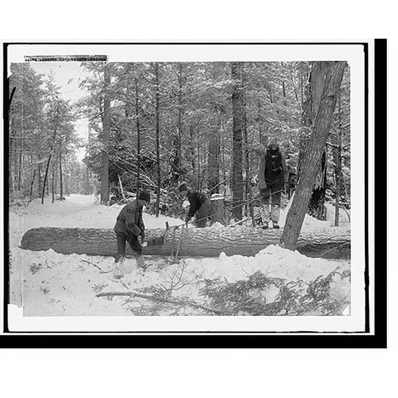 Historic Print, Logging, cutting lengths, 18" x 24"