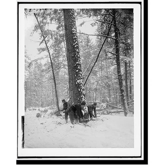Historic Print, Logging, felling the tree, 16" x 20"