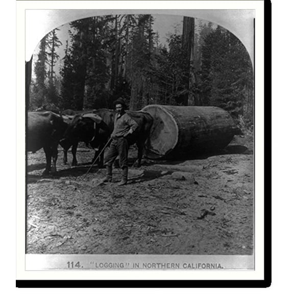 Historic Print, Logging" in Northern California", 16" x 20"