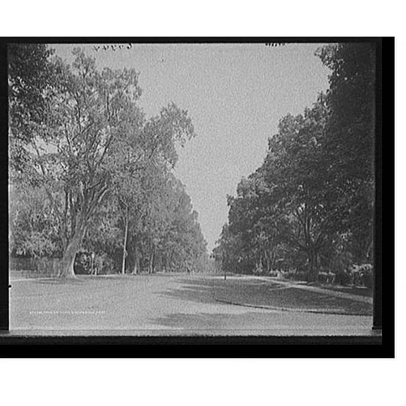 Historic Print, Main St., elms, Stockbridge, Mass., 18" x 24"