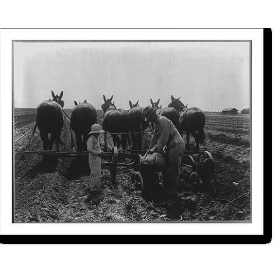 Historic Print, [Man filling seeding machine with corn; pulled by horses], 16" x 20"