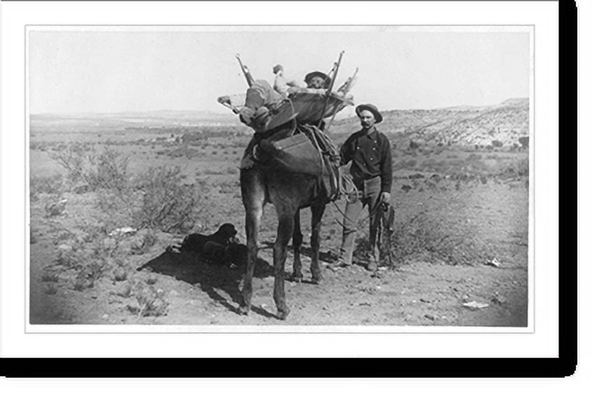 Historic Print, [Man in mule litter, invented by Dr. Mearns, Fort Verde