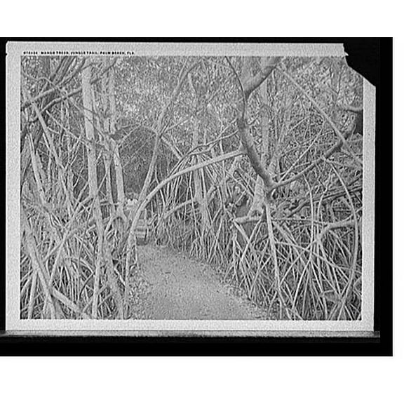 Historic Print, Mango [sic] trees on the jungle trail, Palm Beach, Fla., 16" x 20"