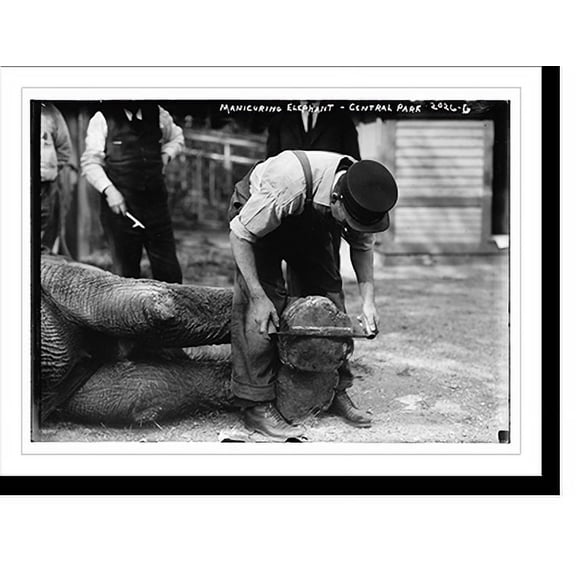 Historic Print, Manicuring elephants, Central Park - 2, 16" x 20"