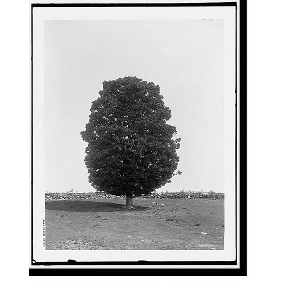 Historic Print, Maple tree, 16" x 20"