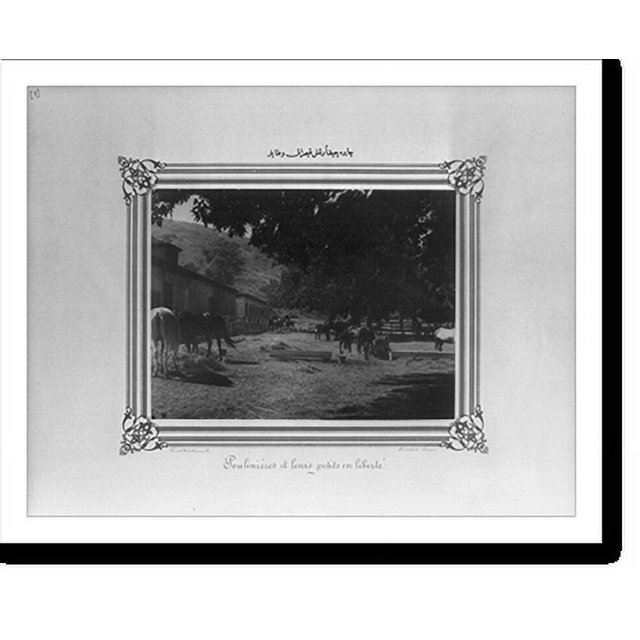 Historic Print, [Mares and foals put out to pasture].Constantinople, Abdullah Frères., 16" x 20