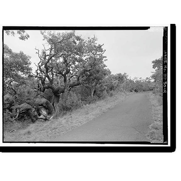Historic Print, Mauna Loa Road, Volcano, Hawaii County, HI - 4, 16" x 20"