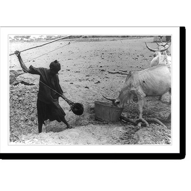 Historic Print, [Men watering cattle in the Sahelian Zone of West Africa during drought], 16" x