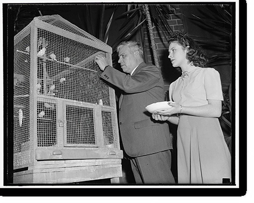 Historic Print, Mexican Ambassador a canary fancier. Washington, D.C