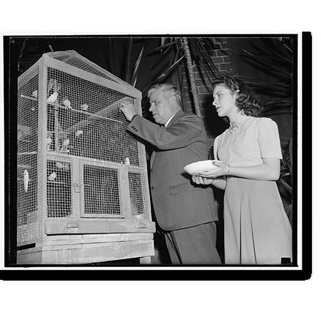 Historic Print, Mexican Ambassador a canary fancier. Washington, D.C