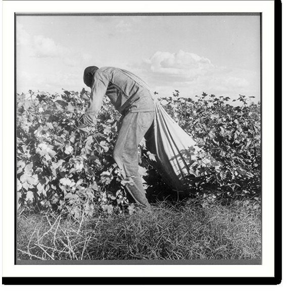 Historic Print, Migratory field worker picking cotton in San Joaquin Valley, California. These pickers are paid seventy-five cents per hundred pounds of picked cotton., 16" x 20"