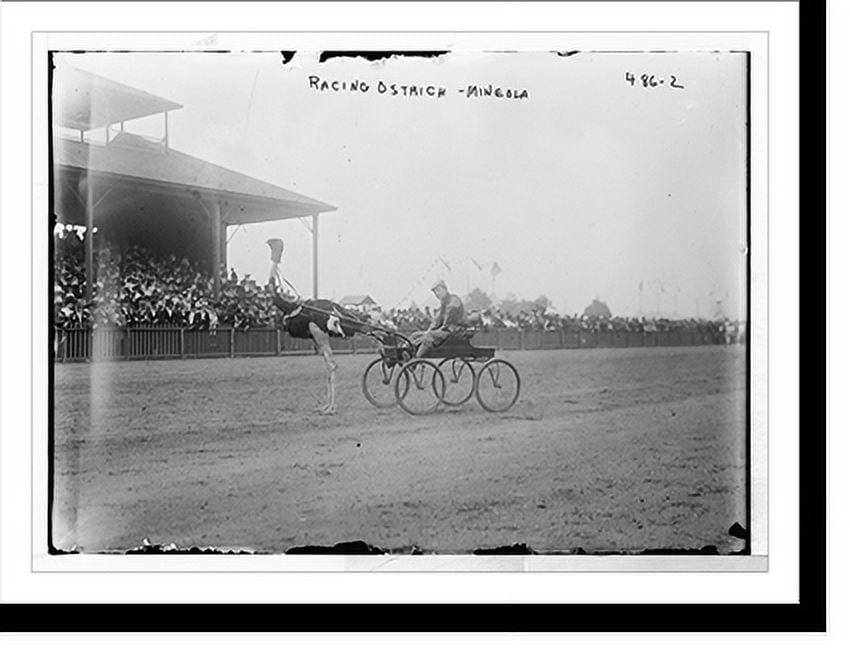 Ostrick Racing Historic Print, Mineola, race track, racing ostrich, 16